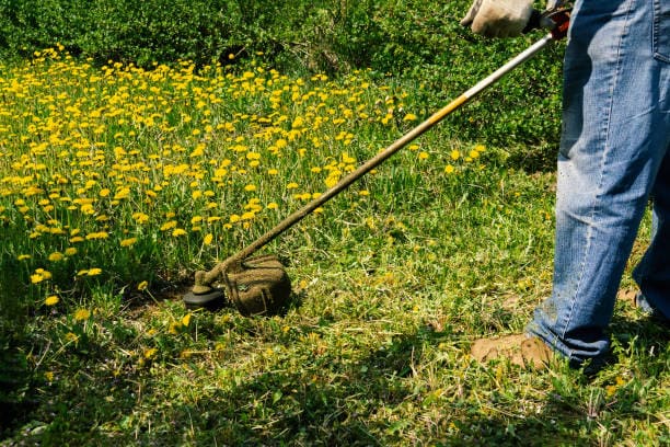 Desbroce en Tarragona  y Barcelona Podapins