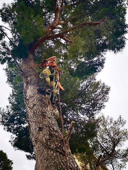 Poda de arboles en Barcelona y Tarragona Podapins