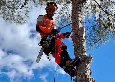 Poda de pino con tecnica de trepa en Tarragona y Barcelona Podapins