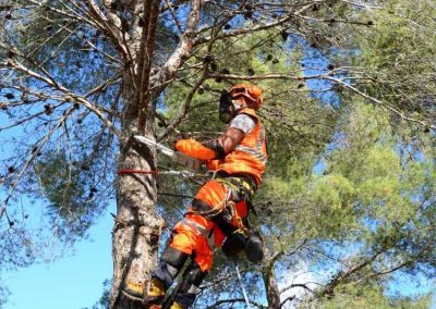Poda de pino con tecnica de trepa en Tarragona Podapins