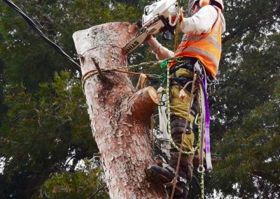 Poda de pino con tecnica de trepa en Tarragona y Barcelona Podapins