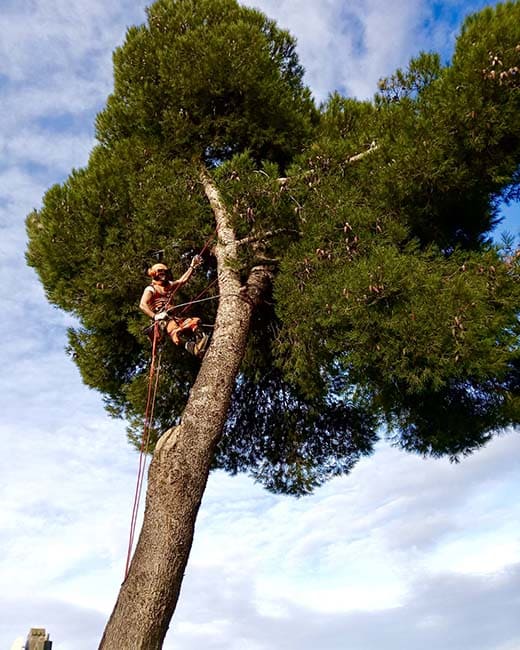 Poda de pino en Tarragona y Barcelona Podapins
