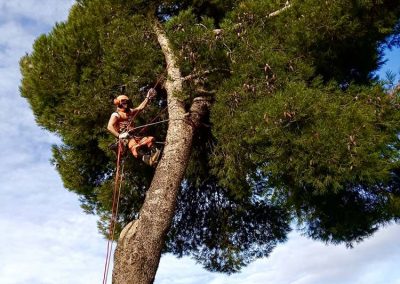 Poda de pino en altura