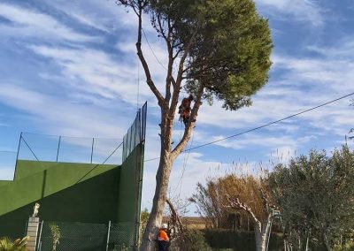 Poda de pino en altura Tarragona Podapins