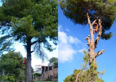 Poda de pino en altura en Tarragona y Barcelona Podapins