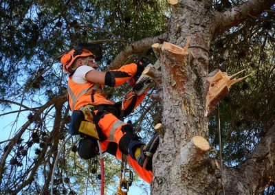 Poda de pino trepando en Tarragona y Barcelona Podapins