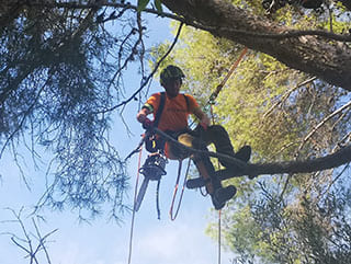 Poda en altura Tarragona Podapins Poda en altura Tarragona y Barcelona Podapins