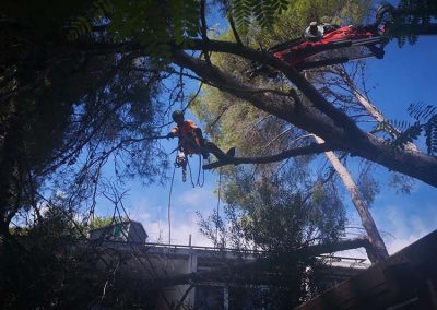 Poda de pino en altura en Tarragona y Girona Podapins