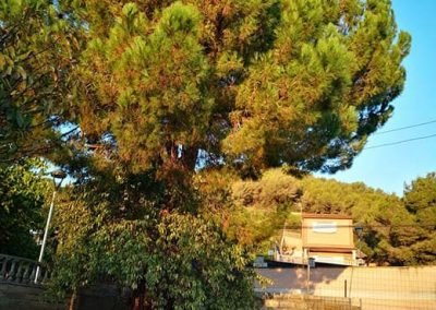 Tala de árboles grandes en Barcelona y Tarragona Podapins