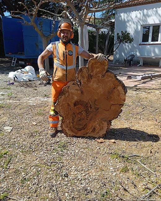 Tala de árbol grande en Tarragona Podapins Tala de árboles grandes en Tarragona y Barcelona Podapins