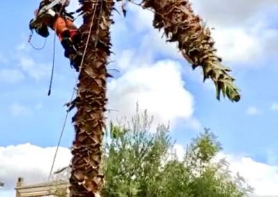 Tala de palmeras en Tarragona y Barcelona Podapins