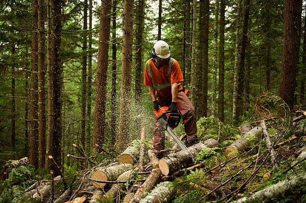 Trabajo forestal en Tarragona y Barcelona Podapins