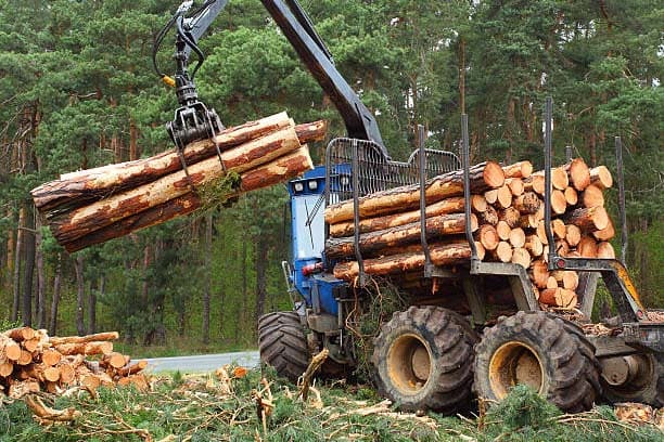 Trabajos forestales en Tarragona y Barcelona  Podapins