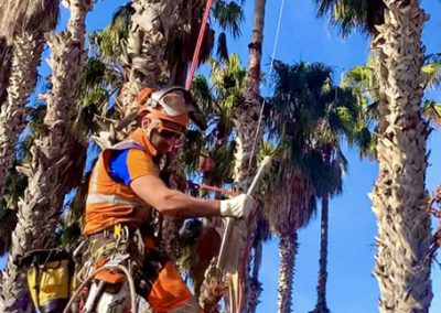 Cepillado de troncos de las palmeras Wasingtonia en Tarragona Podapins