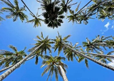Cepillado de troncos de las palmeras Washingtonia en Barcelona y Tarragona Podapins