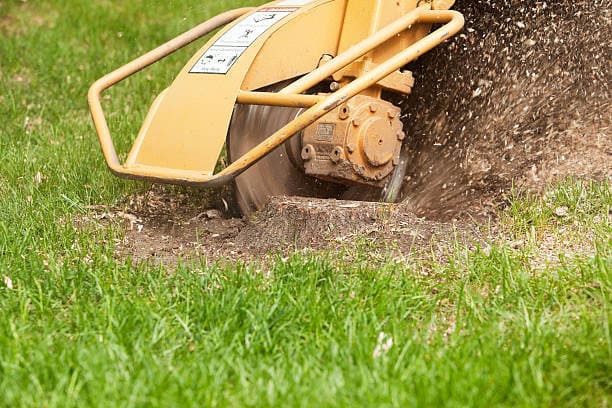 Destoconado de arboles en Tarragona y Barcelona Podapins