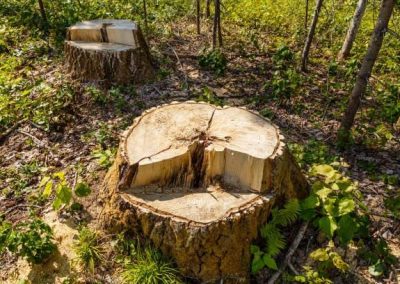 Destoconar arboles en Tarragona Podapins