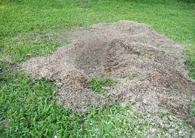 Destoconado de arboles en provincia de Tarragona y Barcelona Podapins