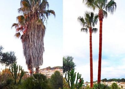 Poda de las palmeras Washingtonia en provincia de Tarragona Podapins