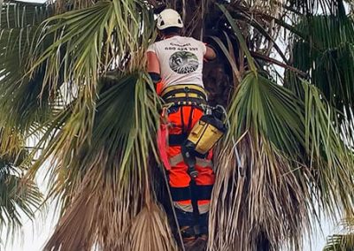 Poda de palmera Washingtonia en Tarragona Podapins