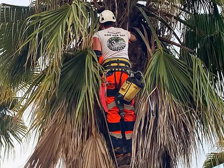 Poda de palmera Washingtonia en Tarragona Podapins Poda de palmera Washingtonia en Tarragona Podapins