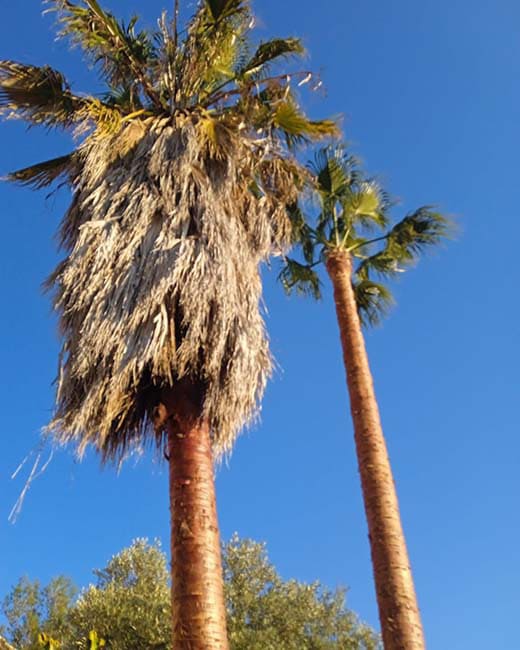 Poda de las  palmeras en Tarragona y Barcelona  Podapins