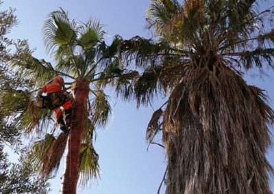 Poda de palmeras Washingtonias en Tarragona Podapins