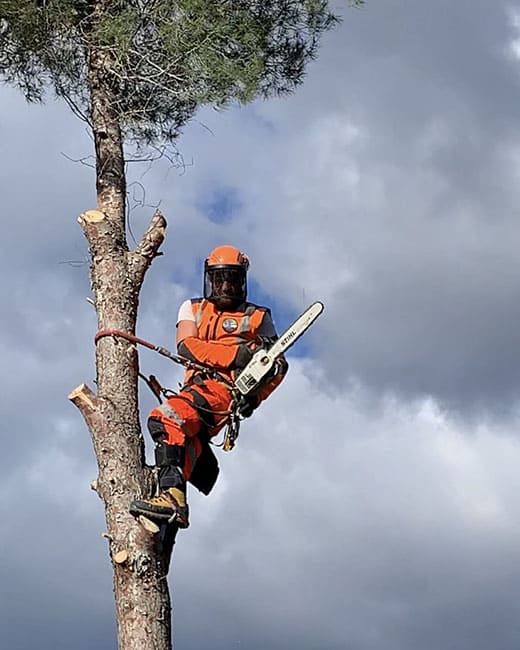 Poda de pino en altura en Tarragona Podapins Poda de pinos en altura en Tarragona y Barcelona Podapins