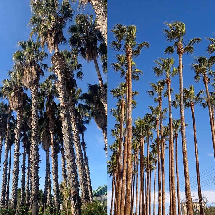 Poda y cepillado de troncos de las palmeras Washintonias en Tarragona Podapins 