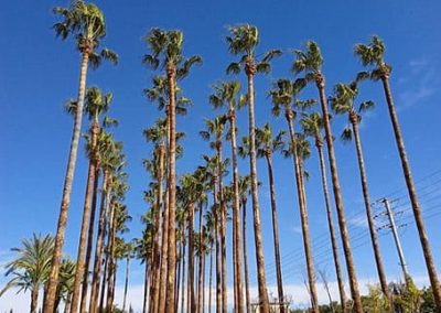Poda y cepillado de troncos de las palmeras en Tarragona Podapins