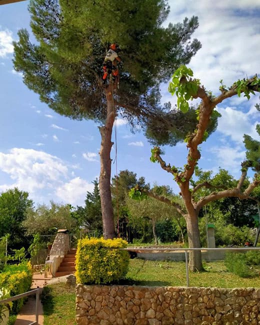 Tala de arbol con tecnica de trepa en Tarragona Podapins Tala de arboles con tecnica de trepa en provincia Tarragona y Barcelona Podapins
