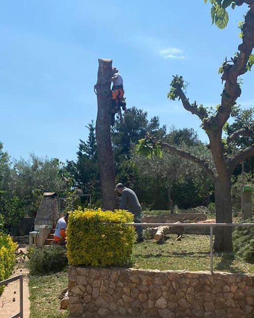 Tala de arbol en altura con tecnica de trpa Tarragona Podapins Tala de arboles en altura en Tarragona y alrededor Podapins