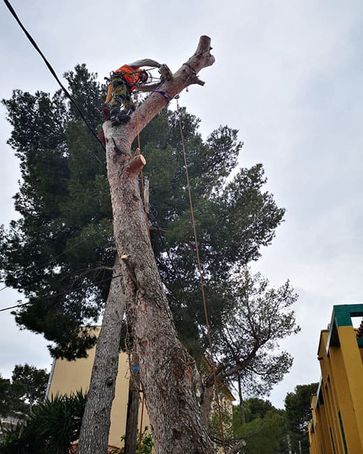 Tala de pino en altura con tecnica de trepa en Tarragona Podapins Tala de pinos en altura con tecnica de trepa en Tarragona y Barcelona Podapins