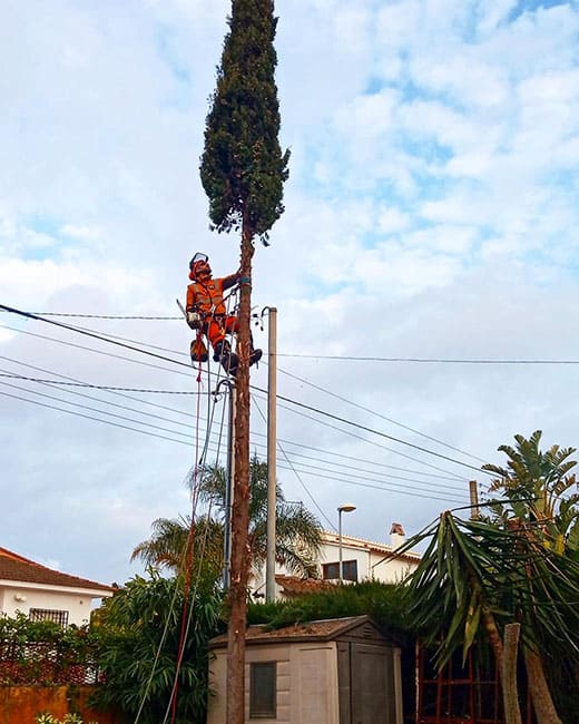Tala de un cipres en Tarragona Podapins Tala de cipreses en Tarragona y Barcelona Podapins