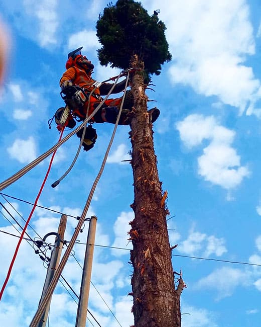 Tala de arboles con tecnica de trepa en Tarragona Podapins Tala de arbol con tecnica de trepa en Tarragona y Barcelona Podapins