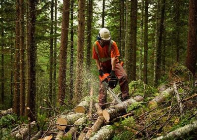 Trabajos forestales en Tarragona Podapins
