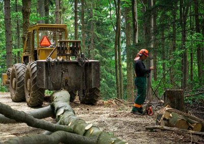 Trabajos forestales en Tarragona y Barcelona Podapins