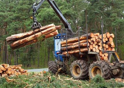 Trabajos forestales en Barcelona y Tarragona Podapins
